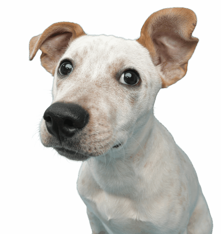 Pawra Contact Us Pawra pawra-contact-us-pawra